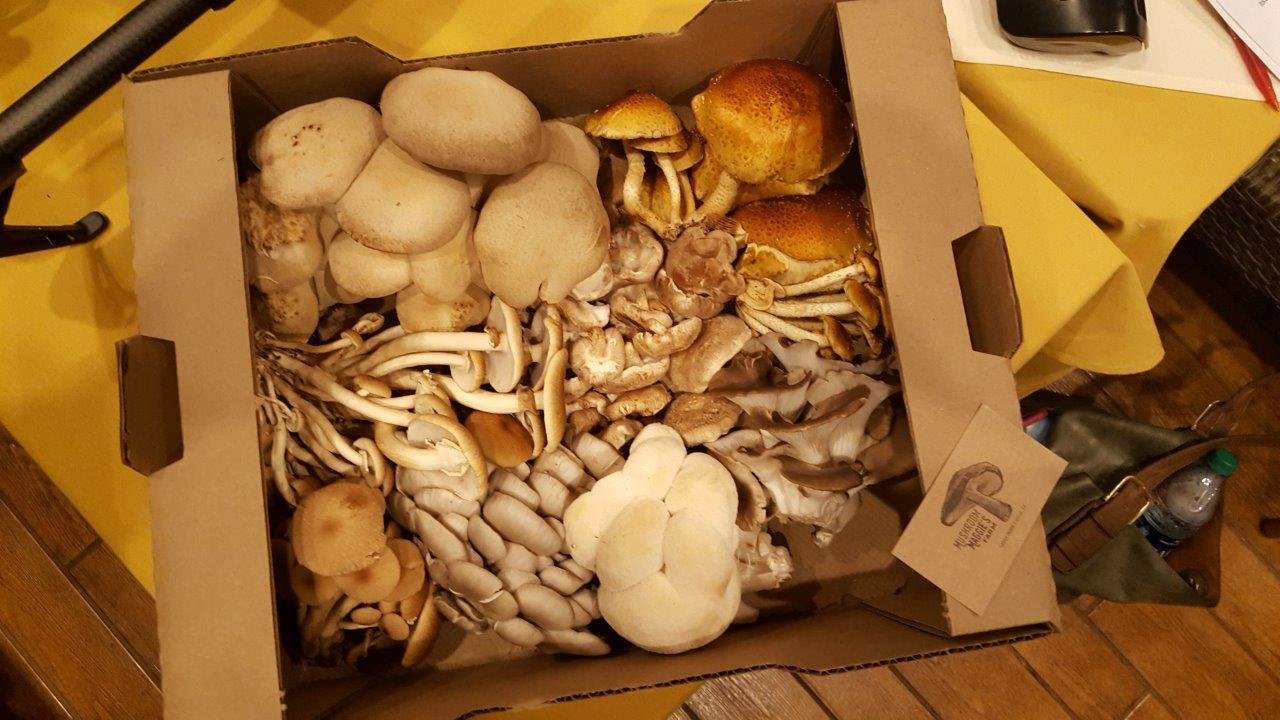 bounty of Mushroom Maggie's Farm